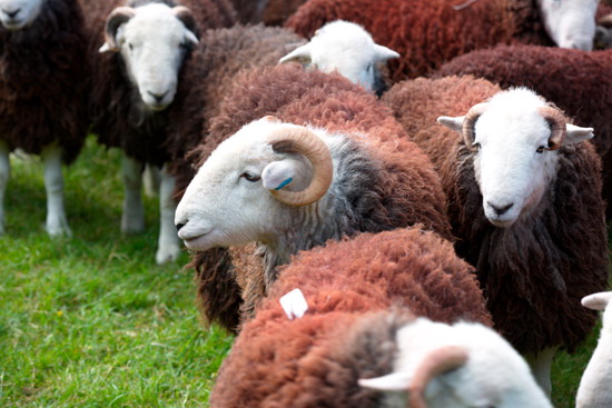 Firbank Fell Farm Lakeland Sheep