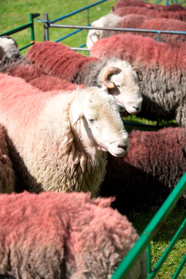 Clifton Farm Herdwick - Lakeland Photos - Art Prints Clifton Farm Herdwick