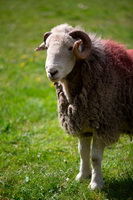 Brigham, Herdwick Sheep Oil Painting, Herdy, Glaramara, Mixed-Media Herdy Art, Walton, Pike of Blisco, St. Bees, Herdwick Sheep Oil Pastels, Herdwick Sheep Oil Painting, Knott Rigg, Herdy Sketch, Herdwick Sheep, Herdwick Sheep Art, Kirkland (Frizington), Caw Fell, Harter Fell, Mardale, Arnside, Hopegill Head, Red Pike (Buttermere), Herdwick Sheep Sketch, Kirkby Thore, Sandside, Birkhouse Moor, Armathwaite, Herdwick Sheep Acrylic Paintings, Great Rigg, Dent, Wetherlam, Herdwick Sheep Art Studio, Herdwick Wall Art,  Lake District, Cumbria.