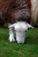 Bakestall, Hethersgill, Herdwick Art, Middle Dodd, Herdwick Art Studio, Herdwick Artwork, Wreay (Carlisle), Maiden Moor, Harrington, Hart Crag, Herdwick Sheep Art, Bothel, Penrith, Herdwick, Crooklands, Herdwick, Wigton, Lowthwaite Fell, Backbarrow, Pavey Ark, Herdies, Carlisle, Great Sca Fell, Herdwick Sheep Prints, High Tove, Seaton, Herdwick Drawings,  Lake District, Cumbria.