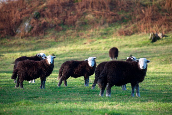 Crosby (Maryport) Valley Herdwick