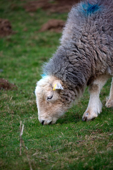Middle Fell Farm Herdwick