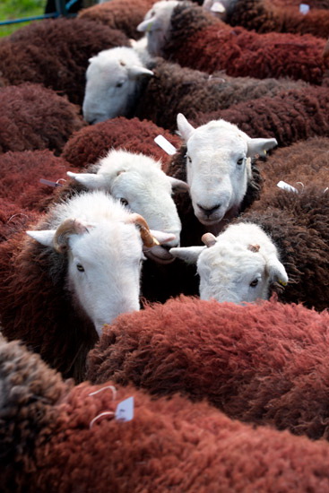 Grayrigg Forest Herdwick Sheep - Lakeland Photos - Art Prints Grayrigg Forest Herdwick Sheep