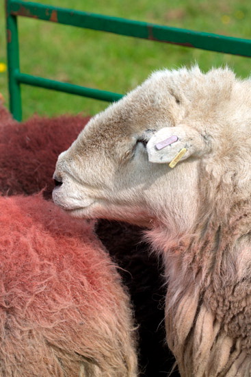 Hard Knott Field Herdwick