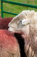 Sandwith, Low Pike, Ainstable, Bowscale Fell, Cotehill, Parsonby, Herdy, Herdy Ewe, Waberthwaite, Raven Crag, Dent, Great Rigg, Grange Fell, Herdwick Sheep Acrylic Paintings, Lakeland Sheep, Boustead Hill, Anthorn, Maulds Meaburn, Broughton in Furness, Cark (Cartmel), Black Combe, Herdwick Sheep Oil Pastels, Grike, Herdwick Sheep Sketch, Herdwick, Dollywaggon Pike,  Lake District, Cumbria.