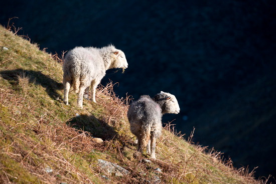 Ings Farm Lakeland Sheep - Lakeland Photos - Art Prints Ings Farm Lakeland Sheep