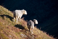 Mixed-Media Herdy Art, Herdy Sheep Artist, Anthorn, High Bankhill, Irton with Santon, Herdwick Sheep Acrylic Paintings, Clough Head, Blencow, Brampton (Carlisle), Buck Pike, Steel Knotts, Herdwick Sheep Oil Painting, Hindscarth, Eskdale Green, Newton Arlosh, Kirkland (Frizington), Black Fell, Leece, Lakeland Herdy Artworks, Slate Fell, Herdwick, Causey Pike, Aikton, Ullscarf, Herdwick Sheep, Kirkhouse,  Lake District, Cumbria.