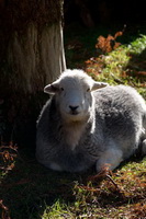 Herdy Sketches, Seat Sandal, Raven Crag, Herdy, Uldale, Coniston Old Man, Kentmere Pike, Boltongate, Herdy Sheep Artist, Low Pike, Herdwick, Gray Crag, Binsey, Lakeland Sheep, Herdy Ewe, Herdwick Sheep, Herdy Sketch, Place Fell, Broughton, Melmerby, Abbeytown, Brigflatts, Herdwick Sheep Oil Painting, Herdwick Sheep Sketch, Colby, Stybarrow Dodd, Grey Crag, White Side, Whitbeck, Knott, The,  Lake District, Cumbria.