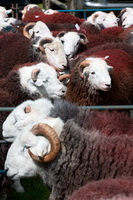 Herdwick Sheep Oil Pastels, Beda Fell, Lindale, Raven Crag, Herdwick Sheep Oil Painting, Herdwick Art Studio, Wreay (Carlisle), Herdies, New Hutton, Bampton, High Pike (Scandale), Great Gable, Harter Fell, Eskdale, Pennington, Herdwick, Herdwick Ewe, Bewaldeth, Herdwick, Grey Friar, Port Carlisle, Herdwick Sheep Art, Helton, Herdwick Artwork, Sour Howes,  Lake District, Cumbria.