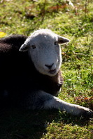 Rannerdale Knotts, Binsey, Castle Carrock, Yewbarrow, Stybarrow Dodd, Herdy Art, Herdwick Sheep, Steeple, Waberthwaite, Scafell Pike, Herdy, Herdies, Herdwick Artwork, Herdwick Wall Art, Cleator, Workington, Grike, Mixed-Media Herdy Art, Dendron, Nab Scar, Bampton Grange, Herdy Ewe, Grange-Over-Sands, Bewaldeth, Knott Rigg, Kentmere,  Lake District, Cumbria.