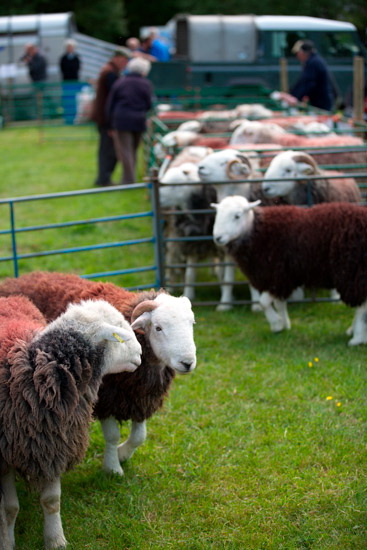 Newton Arlosh Herdwick