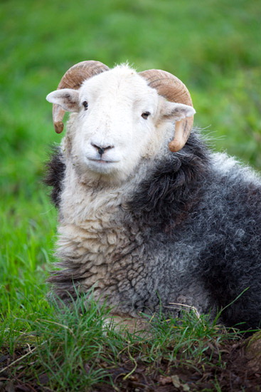 Rampside Field Herdwick