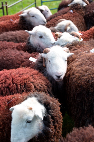 Yewbarrow Valley Herdwick
