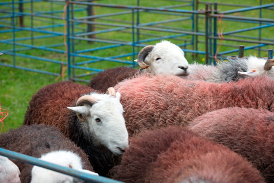 Alston Valley Herdwick - Lakeland Photos - Art Prints Alston Valley Herdwick