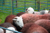 Herdwick Sheep Oil Pastels, Herdwick Drawings, Brock Crags, Rampside, Ulpha, Blencathra, Skelton, Holme Fell, Bromfield, Caudale Moor, Great Cockup, Crosby-on-Eden, Eamont Bridge, Herdwick, Herdwick Sheep Acrylic Paintings, Oxen Park, Herdy Wall Art, Herdy Sketch, Causey Pike, Herdy Ewe, Grey Crag, Bolton, Mixed-Media Herdy Art, Croglin, Sail, Appleby-in-Westmorland,  Lake District, Cumbria.