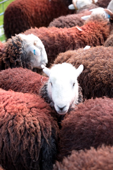 Gamblesby Valley Herdwick Sheep