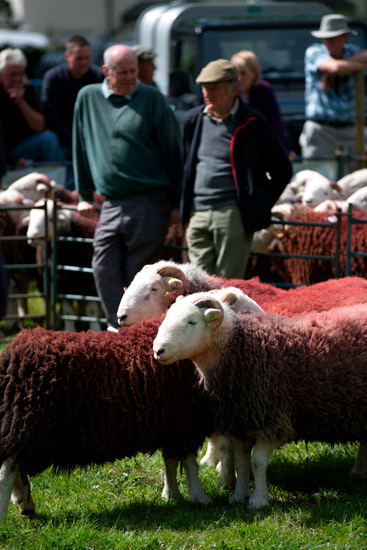 Gamblesby Valley Herdwick Sheep