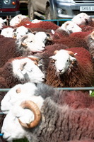 Hallbankgate, Lakeland Sheep, Dockray, Place Fell, St. Bees, Lakeside, Selside, Great Ormside, Grange Fell, Herdwick Sketches, Lingmoor Fell, Herdwick Artwork, Haystacks, Stanah, Herdwick Sheep Oil Painting, Wigton, Great Salkeld, Great Dodd, Herdies, Steeple, Herdwick Sheep Oil Painting, Ireby, Knott Rigg, Arnside, Herdwick Sheep Art, Lowick, Herdwick Sheep Oil Pastels, Grasmoor, Raise, Castle Crag,  Lake District, Cumbria.