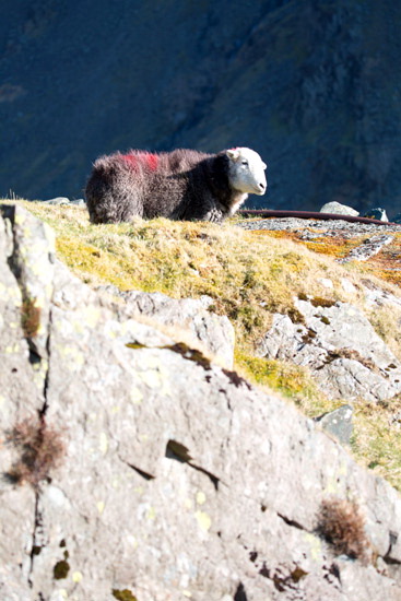 Ireleth Lake district Sheep - Lakeland Photos - Art Prints Ireleth Lake district Sheep