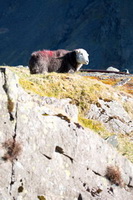 Birkhouse Moor, Leasgill, Brigsteer, Burneside, Dale Head, Herdwick Sheep Sketch, Herdwick Artwork, Broom Fell, Place Fell, Herdwick Sheep Oil Painting, Longlands, Brigham, Kirkbride, Ulpha, Rest Dodd, Hindscarth, Lakeland Sheep, Great Sca Fell, Mixed-Media Herdy Art, Dow Crag, Herdwick Sheep Art, Mardale Ill Bell, Herdy Wall Art, Applethwaite, Branstree, Herdwick Drawings, Lakeland, Portinscale, Herdwick Sheep Oil Pastels, Isel, Brandreth,  Lake District, Cumbria.