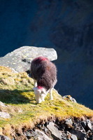 Herdwick Sheep, Causey Pike, Ormathwaite, Bootle, Herdwick Sheep Oil Pastels, Ings, Starling Dodd, Herdwick Sheep Oil Painting, Appleby-in-Westmorland, Helton, Herdwick Sheep Art, Herdy Art, Rampsgill Head, Herdwick Wall Art, Winster, Longtown, Seatallan, Herdwick Drawings, Thornthwaite Crag, Lakeland Herdy Artworks, Lakeland Sheep, High Hesket, Sour Howes, Great Crag, Old Town, Great Cockup, Loft Crag, Herdwick, Herdwick Sheep Sketch, Torpenhow, Crinkle Crags, Herdwick Sheep Oil Painting, High Stile,  Lake District, Cumbria.
