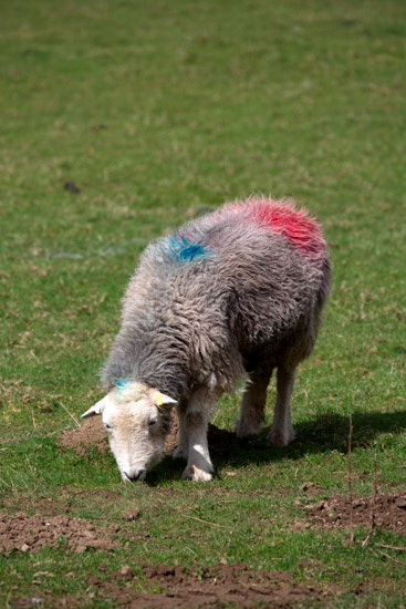 Newby Bridge Lakeland Sheep