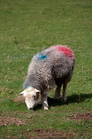 Asby (Workington), Lingmoor Fell, Keswick, High Newton, Herdies, Watch Hill, Crook, Herdwick Sheep, Kidsty Pike, Beda Fell, Knock, Herdy Sketch, Great Calva, Anthorn, Hoff, Raven Crag, Rockcliffe, Lakeland Herdy Artworks, Steel Fell, Herdwick Sheep Oil Pastels, Great Borne, Herdwick Sheep Art, Herdy Wall Art, Brough, Causey Pike, Yoke, Carrock Fell, Crag Fell, Herdy, Hartley,  Lake District, Cumbria.