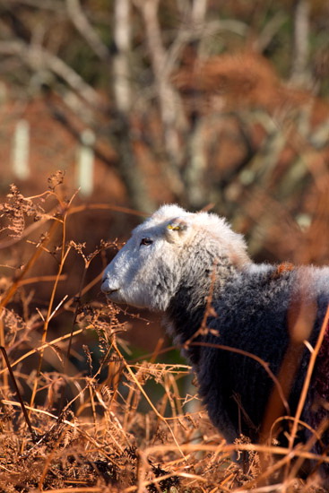 Dacre Herdwick Sheep