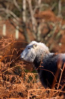 Herdwick, Herdy Sheep Artist, Great End, Herdy Sketches, Steel Knotts, Herdy Art, Selside, Catterlen, Satterthwaite, Herdwick Sheep Oil Pastels, Crinkle Crags, Newlands (Keswick), Herdwick Sheep Art Studio, Buckbarrow, Herdy Wall Art, Skelwith Bridge, Cumrew, Lakeland Herdy Artworks, Skiddaw Little Man, Sandside, Sandwith, Harrison Stickle, Ling Fell, Wythburn, Red Pike (Wasdale), Kirkland (Frizington), Whinlatter, Hesket Newmarket, Dale Head, Green Gable, Kidsty Pike, Lakeland Sheep,  Lake District, Cumbria.