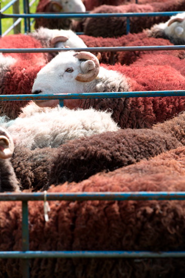 Hartsop Dodd Farm Lake district Sheep
