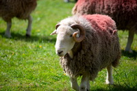 Meal Bank, Starling Dodd, Blake Fell, Herdwick Sheep Art, Rest Dodd, Lowthwaite Fell, Bouth, Blencathra, Herdwick Art, Helm Crag, Herdwick Drawings, Mixed-Media Herdwick Art, Wythop Mill, Greystoke, Garsdale, Lakeland Sheep, Herdies, Keswick, Oxen Park, Far Arnside, Bampton Grange, Muncaster Fell, Herdwick, Herdwick Art Studio, Barrow,  Lake District, Cumbria.