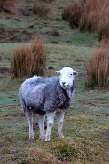 Angletarn Pikes Valley Herdwick Sheep - Lakeland Photos - Art Prints Angletarn Pikes Valley Herdwick Sheep