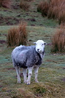 Old Town, Great End, Gowbarrow Fell, Herdwick Artwork, Herdwick Sheep, Dent, Herdwick Sheep Oil Painting, Askham, Haverigg, Lakeland Herdy Artworks, Silver How, Herdwick Wall Art, Herdy Sheep Artist, Banks, Herdwick Sheep Oil Pastels, Base Brown, Barbon, Herdwick Sheep Sketch, Herdy Ewe, Cold Pike, High Tove, Herdwick Sheep Art Studio, Herdwick Drawings, Hincaster, Red Screes, Mixed-Media Herdy Art, Farlam, Penrith, Bouth, Raise, Uldale, High Spy, Birkhouse Moor,  Lake District, Cumbria.