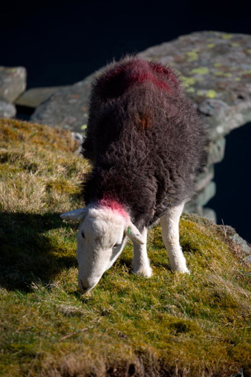 Kirk Fell Field Lakeland Sheep - Lakeland Photos - Art Prints Kirk Fell Field Lakeland Sheep