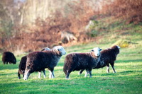 Slight Side, Ard Crags, Dean, Gowbarrow Fell, Herdwick Sheep, Herdwick Artwork, Irthington, Red Pike (Buttermere), Rannerdale Knotts, Herdwick, Herdwick Sheep Art, Crosby Ravensworth, Crosscanonby, Meal Fell, Herdy, Moor Row, Herdwick Sheep Oil Pastels, Grike, Mixed-Media Herdy Art, Herdy Sketch, Seathwaite (Duddon Valley), Herdwick, Endmoor, Herdwick Sheep Oil Painting, Birker Fell, Steel Fell, Far Arnside, Appleby-in-Westmorland, Grange (Keswick),  Lake District, Cumbria.