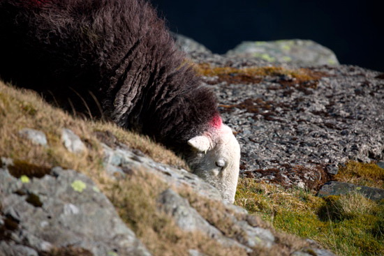 Bolton Field Herdwick Sheep