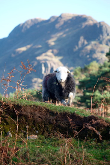Helton Field Lake district Sheep - Lakeland Photos - Art Prints Helton Field Lake district Sheep