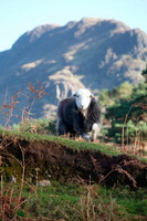 Lank Rigg, Rampsgill Head, Herdwick Sheep Oil Painting, Herdwick Drawings, Rosthwaite Fell, Herdy Art, Aspatria, Millbeck (Keswick), Mungrisdale, Herdies, Hartsop, Herdwick Sheep Acrylic Paintings, Herdy Sheep Artist, Binsey, Herdwick Artwork, Herdwick Sheep Oil Painting, Kentmere Pike, Kirkoswald, Herdy Sketches, Herdwick, Hensingham, Broughton Moor, Appleby-in-Westmorland, Scafell Pike, Yewbarrow, Whin Rigg, Cumwhitton,  Lake District, Cumbria.