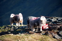 Little Langdale, Herdwick Sheep Acrylic Painting, Herdwick Art Studio, Mellbreak, Latrigg, Blea Rigg, Grayrigg Forest, Orton, Kirkcambeck, Crosscanonby, Gray Crag, Herdwick Sheep, Clough Head, Herdwick Artwork, Muncaster Fell, Ennerdale Bridge, Moor Row, Blake Fell, Herdwick Company, Stanah, Herdwick Sheep Oil Painting, Herdwick Sheep Sketch, Bowscale Fell, Braithwaite, Thornthwaite Crag, Newbiggin (Brampton), Scafell Pike, Herdwick, Souther Fell, Mixed-Media Herdwick Art,  Lake District, Cumbria.