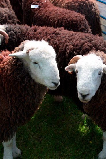 Orthwaite Valley Lakeland Sheep
