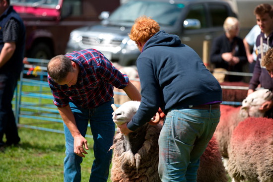 Black Combe Field Lakeland Sheep - Lakeland Photos - Art Prints Black Combe Field Lakeland Sheep