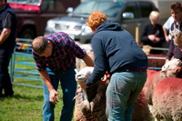 Nether Wasdale, Whitehaven, Hallbankgate, Herdwick Sheep Prints, Lakeland Sheep, Leasgill, Ravenglass, Dollywaggon Pike, Great Calva, Holme St. Cuthbert, Herdy, High Crag, Elterwater, Meal Fell, Mixed-Media Herdy Art, Herdwick Sheep Oil Painting, Robinson, Warwick-on-Eden, Great Sca Fell, Great Rigg, Tirril, Grayrigg, Herdwick, Mellbreak, Herdwick Sheep Art, Herdwick Artwork, Skelton, Great Mell Fell, Kidsty Pike, Hartsop above How,  Lake District, Cumbria.
