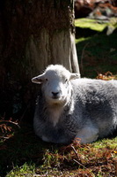 Brown Pike, Ponsonby, Finsthwaite, Dodd, Herdwick Drawings, Eagle Crag, Arlecdon, Low Newton, Herdwick Sheep Oil Pastels, Killington, Herdwick Sheep Art, Cliburn, Seatallan, Herdwick Sheep Art Studio, Arnison Crag, Flookburgh, Herdwick, Herdwick Sheep Acrylic Paintings, Ormathwaite, Herdy Art, Birks, Herdies, Haverthwaite, Herdy Wall Art, Lakeland Herdy Artworks, Lakeland Sheep, Oxenholme, Starling Dodd, Brock Crags, Outerside, Whitehaven, Greystoke, Grey Knotts, Hopegill Head,  Lake District, Cumbria.