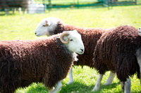 Shipman Knotts, Mixed-Media Herdy Art, Lakeland Sheep, Herdwick Wall Art, Herdwick Sheep Art, Natland, Long Side, Hallbankgate, Pooley Bridge, Lank Rigg, Leece, Rannerdale Knotts, Herdwick Sheep Oil Painting, Herdy Wall Art, Temple Sowerby, Ravenstonedale, Boltongate, Herdwick Drawings, Herdwick Artwork, Herdwick Sheep Sketch, Wythop Mill, Tarn Crag (Easedale), Herdwick Sheep Art Studio, Bleaberry Fell, Pennington, Garrigill, Fairfield, Herdwick Sheep Oil Pastels, Herdy Ewe, Thursby,  Lake District, Cumbria.