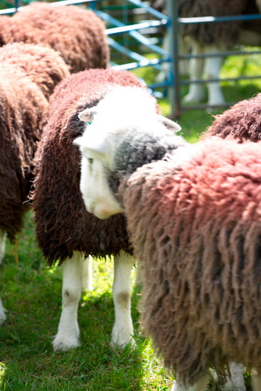 Garsdale Field Lakeland Sheep