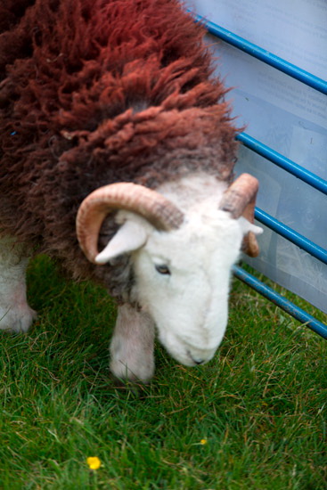 Haverthwaite Farm Herdwick Sheep - Lakeland Photos - Art Prints Haverthwaite Farm Herdwick Sheep