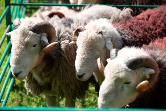 High Newton Lakeland Sheep