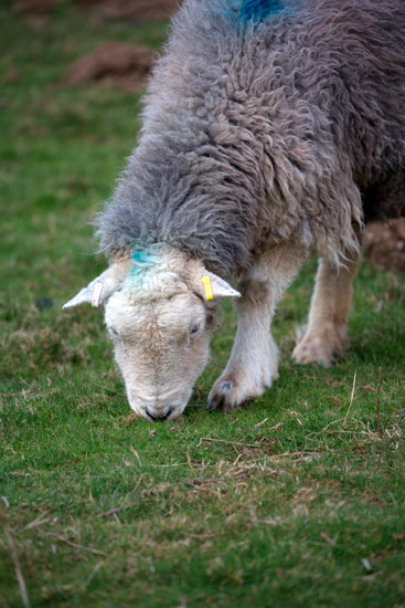 Black Fell Valley Herdwick - Lakeland Photos - Art Prints Black Fell Valley Herdwick
