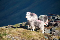 Lindal in Furness, Glenridding Dodd, Broughton Moor, Fellbarrow, Herdwick Company, Brigsteer, Bowfell, Arnison Crag, Herdwick Sheep Prints, Herdwick Sheep, Bowness-on-Windermere, Herdwick Sheep Oil Painting, Herdwick Ewe, Catstycam, Glaramara, Herdwick Sketches, Herdwick Sheep Oil Pastels, Birkhouse Moor, Patterdale, Herdwick Drawings, Sebergham, Herdwick, Stybarrow Dodd, Bakestall, Sale Fell, Herdwick Sheep Sketch, Herdwick Art, Arnside,  Lake District, Cumbria.