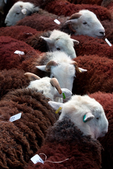 Green Crag Farm Lakeland Sheep - Lakeland Photos - Art Prints Green Crag Farm Lakeland Sheep